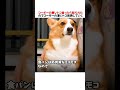 コーギーの悪いトコ言ったら怒られたので凄いトコ発表した結果がwwwww