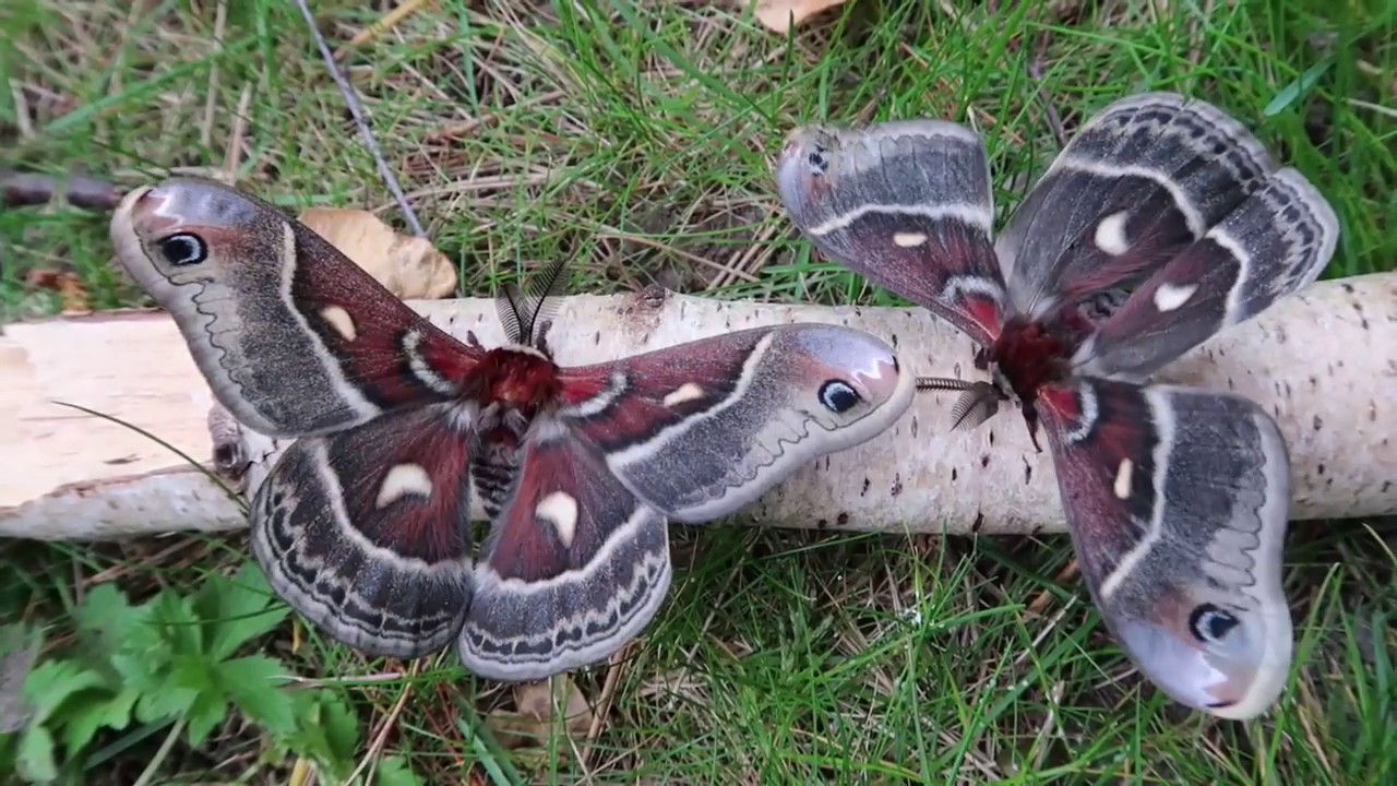 新作商品格安通販 Larobosay 乳液 ミルク Fourcicle Com Br