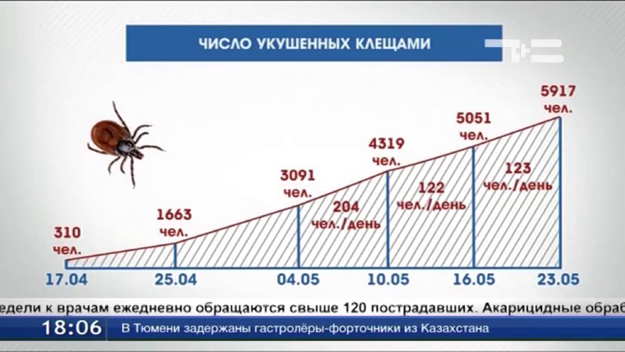 Сколько людей умерло от клещей. Статистика укусов клещей. Статистика укуса энцефалитного клеща. Статистика укусов клещей 2021. Заболеваемость клещевым энцефалитом.