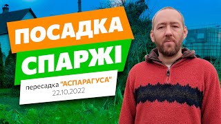 Посадка / пересадка спаржі (аспарагус). Як ми пересаджували спаржу