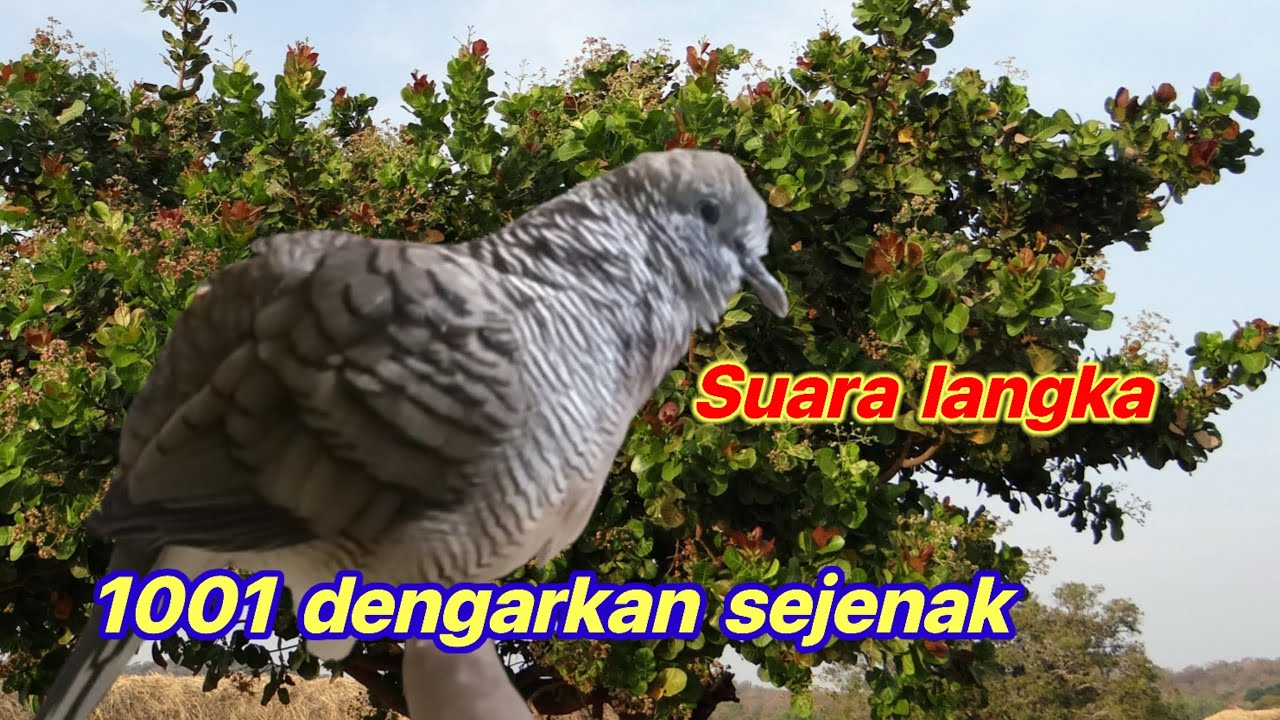 🔴Terpanas paling cepat nyaut 