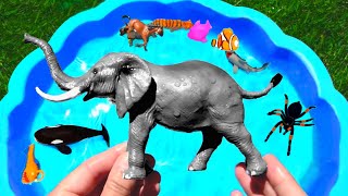 Learn Wild Animal Names In A Big Blue Swimming Pool