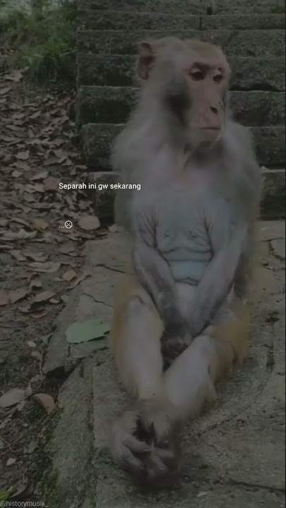 mongkey sad #story monyet sedih😭