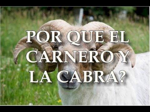 POR QUE EL BUEY, EL CARNERO Y LA CABRA PARA LAS OFRENDAS? - PARASHA EMOR center for reproductive rights