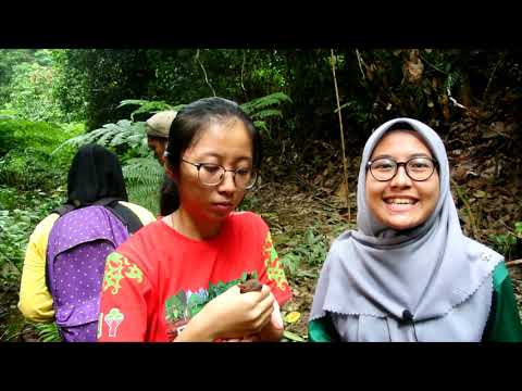 Bat of Forestry Park, UPM Bintulu Campus