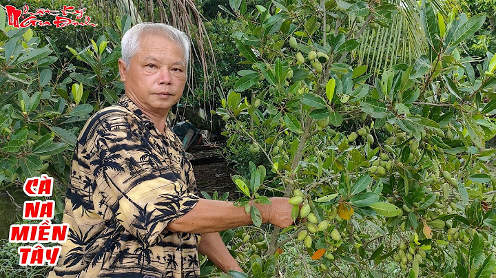 Cà na là quả gì của miền nam