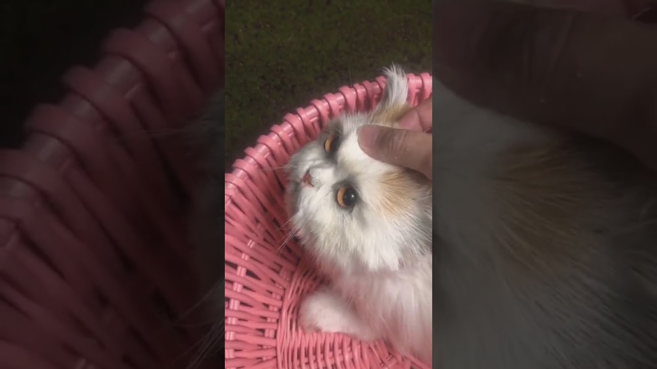 Cherish Pets Now: Artful Vlog Before They're Gone 