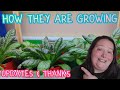 PLANTS, ILLNESS & 3D PRINTING | Also Many Thanks & Apologies!