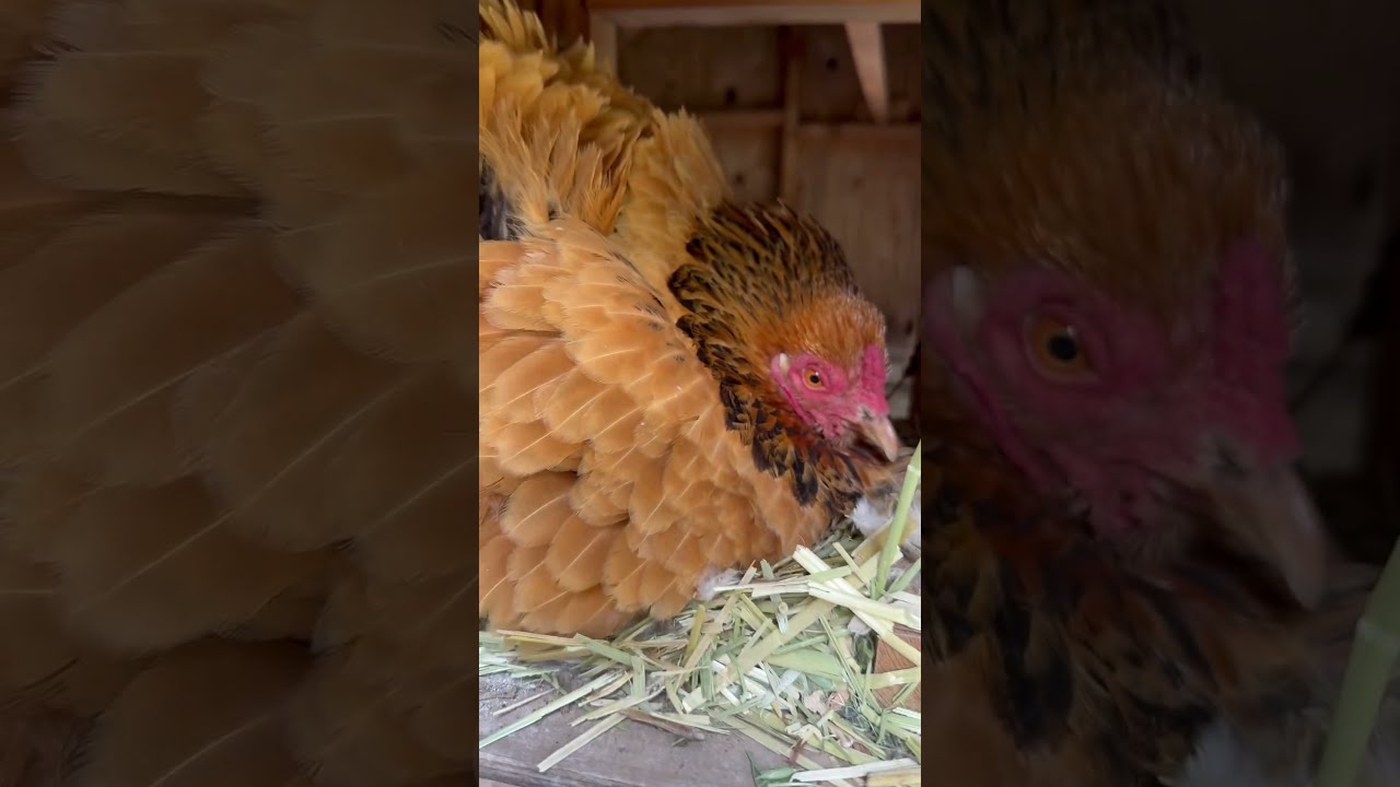 What Ve We Got Under Here Goldenface Is Broody Asmr Chicken Backyardchickens Doggybestfriend