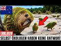 Neuseeland fand nur noch 18 dieser Vögel auf der Erde - Was danach geschah, schien unmöglich