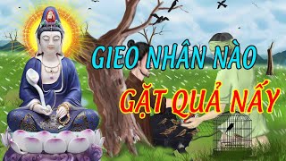 Gieo Nhân Thì Gặt Quả, Càng Nghe Càng Thấm - Chuyện Nhân Qủa Báo Ứng