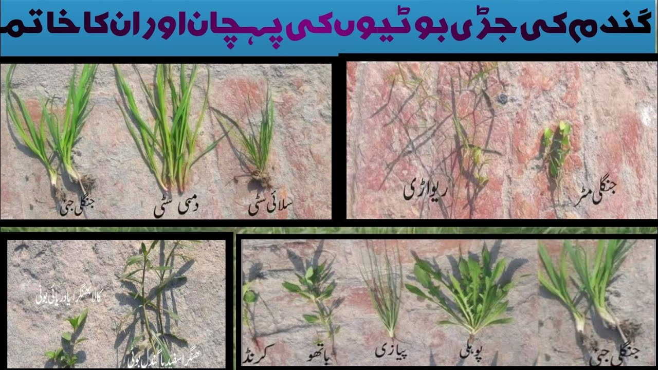 Weeds control from wheat crop 