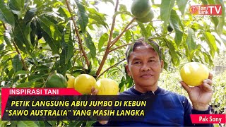 Buah Langka Abiu Jumbo 'Sawo Australia' yang Bisa Tumbuh di Indonesia