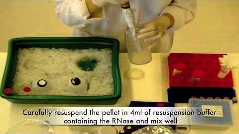 Midiprep, Part II - Resuspention