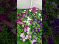 Mohammad Nabina Hijab Music Love Mohammad Nabina Hijab Music Love