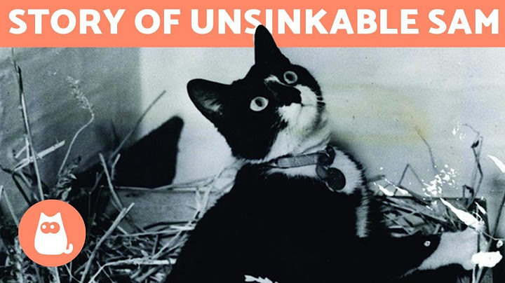The CAT that SURVIVED 3 SHIPWRECKS 🚢🐱 (Unsinkable Sam/Oskar)