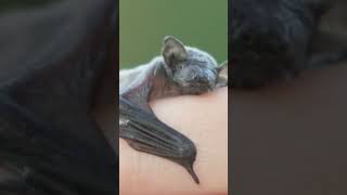Big Headed Turtle Babies Are Cute by BlueGum 67 views 3 months ago 1 minute, 3 seconds