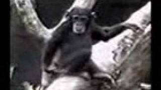 Chimpanzee Gets Dizzy And Falls Over After Smelling his ASS.