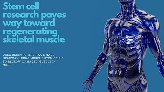 Stem cell research paves way toward regenerating skeletal muscle