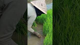 proses pencabutan bibit padi di persemaian #daylivlog #survival #nature #rice #farming