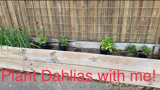 Planting Dahlias and Zinnias in the garden. by Horticulture Geek 647 views 11 months ago 14 minutes, 58 seconds