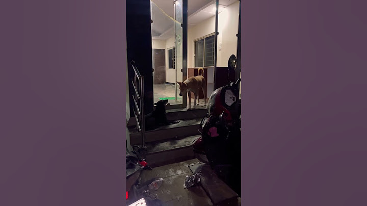 Dad Dog Teaches Discipline to his Naughty Son 🤣 #shorts #youtubeshorts #viral #shortsfeed #dog