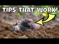How to get rid of ground moles