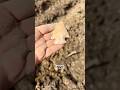 Peach Point! #arrowhead #rockhounding #arrowheadhunting #artifacts #nativeamerican #treasuresearch