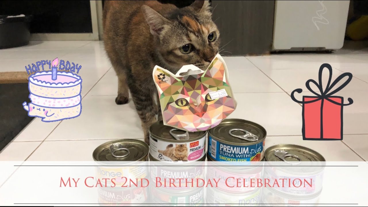 My Cats Are 2 Years Old! YouTube