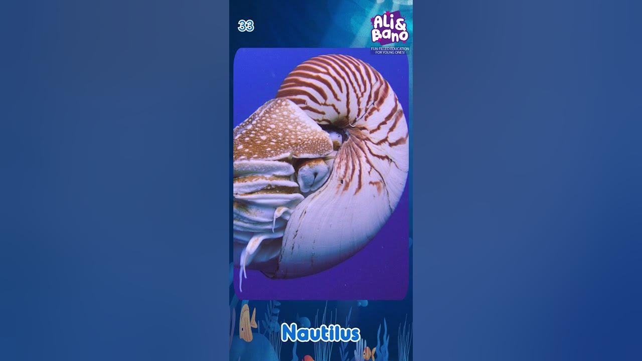 Learn Sea Animals - Kids Education - Sea Creatures - Ocean Animals