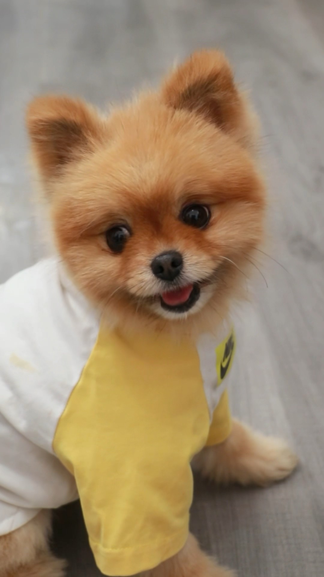 When u have a wifi digital picture frame that can play everything ????#cococutiepom #funny #dog