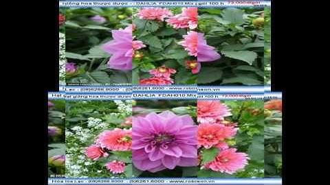 Hạt giống hoa thược dược - DAHLIA FDAH010 Mix gói 100 hạt