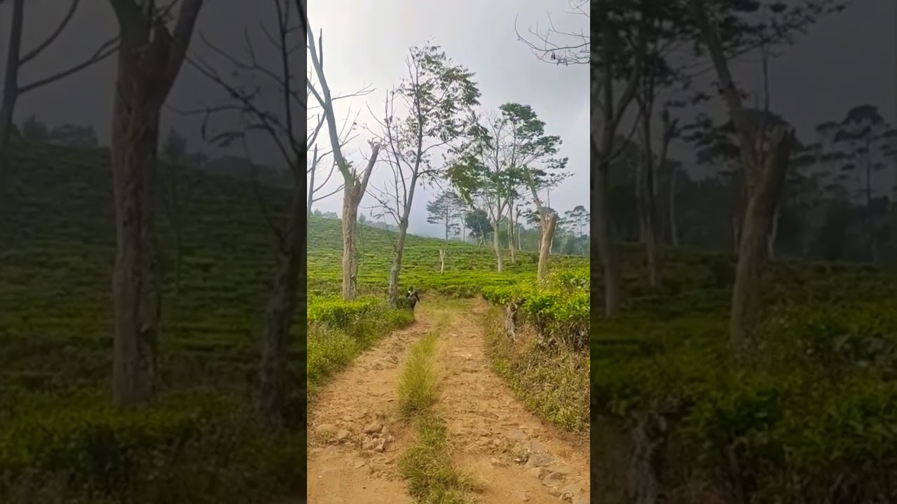 tea walk di kebun teh sukawana bandung 