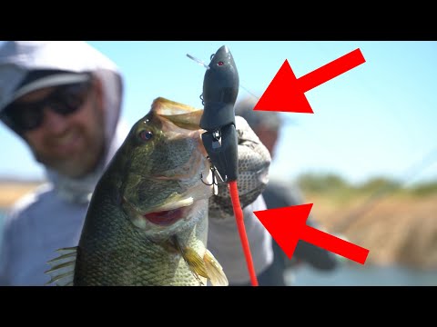 Do Fish Really Eat BIG Rat Swimbaits?! Rat Fishing 101!