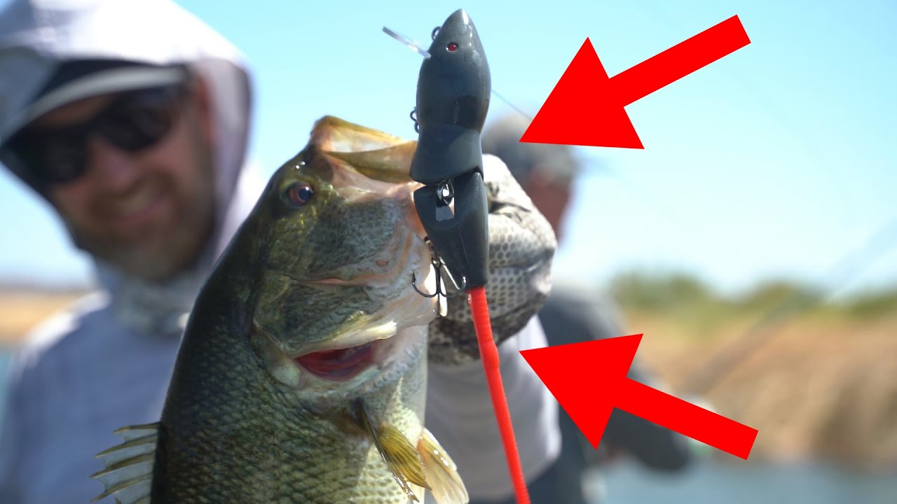 Do Fish Really Eat BIG Rat Swimbaits?! Rat Fishing 101! 