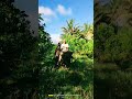 I caught two carabaos passby in my lemonsito farm #nature #gardening #provincelife