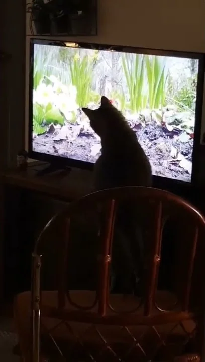 cat entertainment