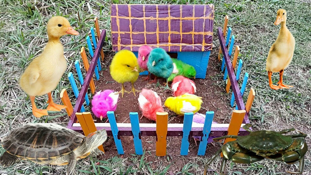 Catch cute chickens, colorful chickens, cute duck, ornamental fish, crabs, kepiting, cute animals