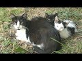 Kittens woke up with mother cat on the street
