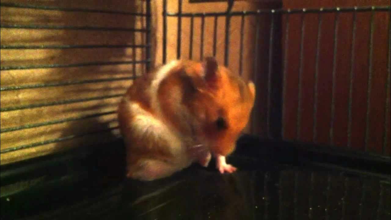 Scrat le hamster qui se gratte beaucoup YouTube