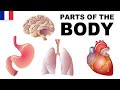 Apprendre le vocabulaire anglais - Les parties du corps 6 (Parts of the body)