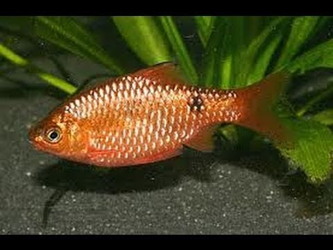 Rosy Barbs Fish