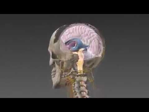 Nervous System Anatomy - YouTube