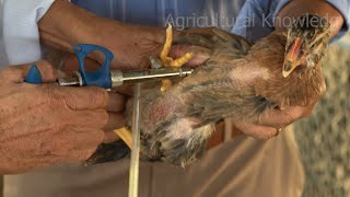 Vaccinate the flock of chickens against disease | agricultural knowledge