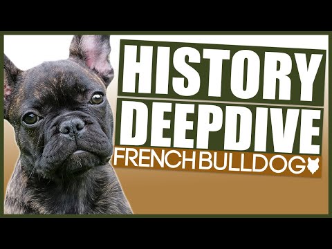 FRENCH BULLDOG HISTORY DEEPDIVE