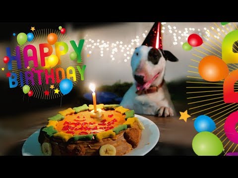 ZED GETS A SURPRISE PARTY FOR HIS BIRTHDAY (English Bull Terrier)