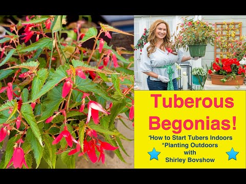 TUBEROUS BEGONIAS! Plant Begonia Tubers Indoors and Outdoors! Non-Stop Flowers! Shirley Bovshow