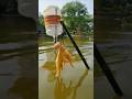 Amazing Chicken Leg Bamboo Trap Fishing #fishing #fish #fishingvideo #fishvideo #video