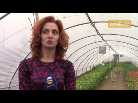 ჰოლანდიური ტიტების პირველი სათბური საქართველოში