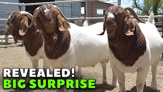 What's Special about the Boer breed? by Puro boer 4R 32,048 views 1 year ago 9 minutes, 13 seconds